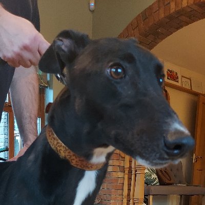 PaulMcD1975's profile picture. Greyhound's