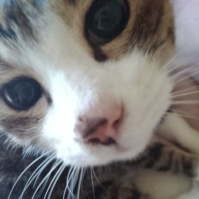 D6Urjm's profile picture. 両親を看とり、今は保護猫のためだけに生きています。双極性障害2型、強迫性障害あります。今は病気と付き合いながら終活を考える日々です。
#パンダ#猫#詩#友達募集