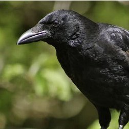 EngagingCrow's profile picture. Your perspective starts with your point of view.  Is your view from the weeds or a peak? Climb higher before reaching a conclusion.