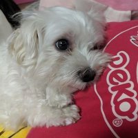 ワソダフノレ (@onnseisp) 's Twitter Profile