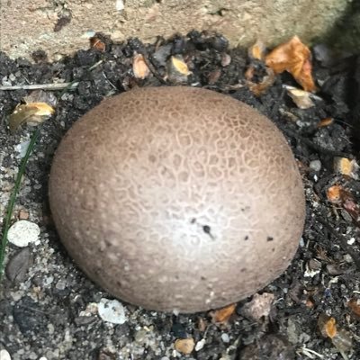 thomasprellberg's profile picture. Yes