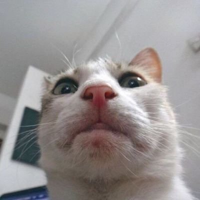 forcedcatpost's profile picture. meow