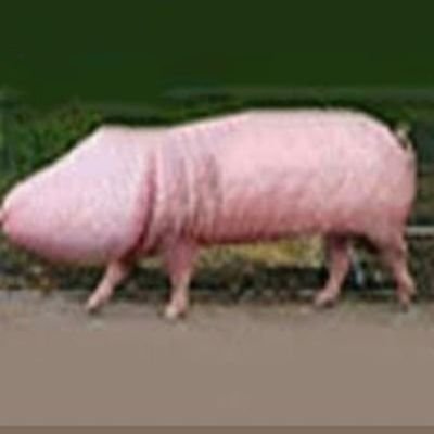 Un cerdo con cara de polla, ¿como se te queda el puerco?
El genuino Penerdo, rechace imitaciones.