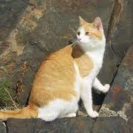 GreatProgramme2's profile picture. Full stack web dev from Croatia.