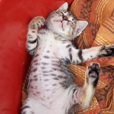 bandar_bagong's profile picture. 