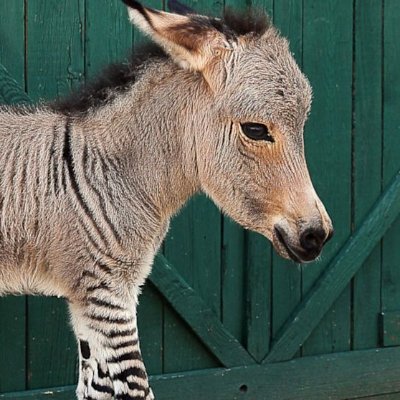 Donkey zebra. Disestablishmentarian. American. Race wars and gender wars exist to distract you from the global war against the working class