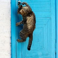 فحل بنات صنعاء (@alymnmtym) Twitter profile photo