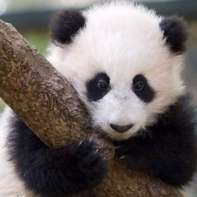 The official site of The Tao of Piddle Paddle Panda.