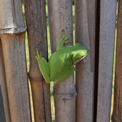 xenogoblin's profile picture. 