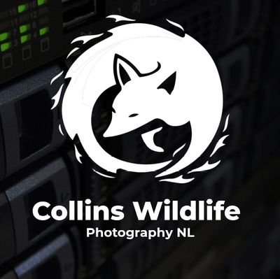 My name is Brandon Collins, I am a budding wildlife and scenic photographer based in St. Johns, Newfoundland, Canada