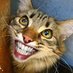 Cat Curd (@SongBirdCatz) Twitter profile photo