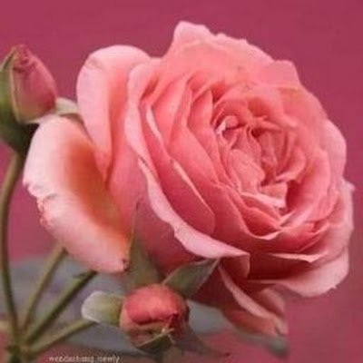 🌎🕊 Arte da Natureza 📷🖌🌱🌲🌷🌸
🔴 Instagram: Nature Natureza 1221a 3
⭕ BlueSky: Nature Natureza 1221a