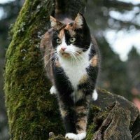 🐱Gata del paramo😺 (@aoinekoro) 's Twitter Profile