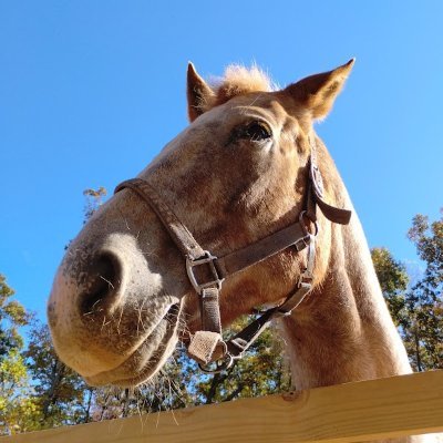 K_NINE_FIVE's profile picture. Jay/Ollie 𓃦 | It/Its | 18 yo