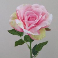 Susan Brooke (@susanbrooke_00) 's Twitter Profile