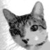 Graham the Cat (@CatGrah17554541) Twitter profile photo