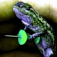 🦎📌 iggy's got a point (@iggythebot) Twitter profile photo
