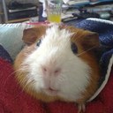 Jenni Shaw - @dinosaurrock - Twitter