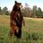 MrCrowley_Jr's profile image