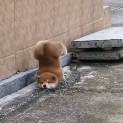 ScrewPearl's profile picture. 