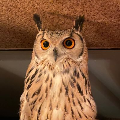 鳥が好き❤️ 他の生き物も好き❤️ 🦉×2 ヨウム×1 コザクラ×2 オカメ×5 イワシャコ×2 🐕🦺×1 🐢×1 魚沢山と暮らしています🏠