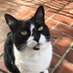 Sophie🐾 (@sophiethe_cat) Twitter profile photo Sophie🐾 (@sophiethe_cat) Twitter profile photo