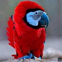 Loro amongas (@jeregrosso1) 's Twitter Profile