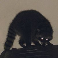 raccoon on the moon 🦝(@Seriniityy) 's Twitter Profile Photo
