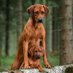 Rhodesian ridgeback (@Rhodesianridge5) Twitter profile photo