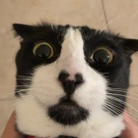 Zuleta (@zuletalb) 's Twitter Profile