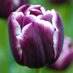 Tulips23 👑🥰 (@peresp56) Twitter profile photo Tulips23 👑🥰 (@peresp56) Twitter profile photo