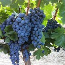 David Mendel - @dmendelc - Twitter