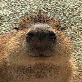 Radical Rodent 🐁 Capybaras are King 👑 He/Him