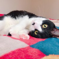 すず (@suzu_20140615) Twitter profile photo