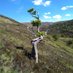 Rhys Llewellyn (@forestrhysworks) Twitter profile photo Rhys Llewellyn (@forestrhysworks) Twitter profile photo