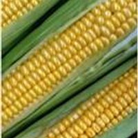 Corn Option Flow -JL (@cornoptionflow) 's Twitter Profile
