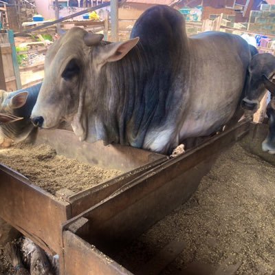 Livestock Farmer🐐🐏🐂/Dealer/Salesman/General Contractor Livestock Animal. Livestock Feeds Dealer. Aurora Borellis Farms & Ranch. YNWA LFC. Ferrari. Sigma🐺