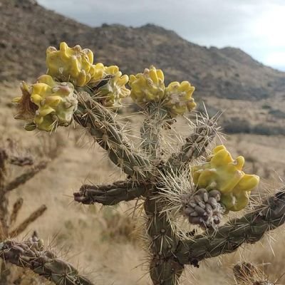 amayfield23's profile picture. Mom. Counselor. Trojan. Blessed.