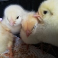 iloo (@atanmayanfizyo) Twitter profile photo