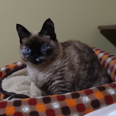 fio0801's profile picture. 大切な家族である愛猫を探しています。どんな些細な情報でも構いませんので、ご協力いただけますと幸いです。