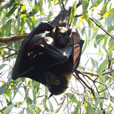 Spectacled Flying-fox research, education, community engagement- Port Douglas, FNQ