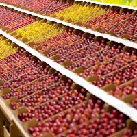 Nationalfruitshow 2024 (@nationalfruit) 's Twitter Profile
