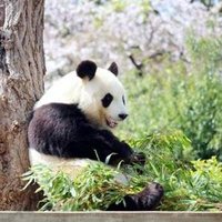 まなっち~新国民民主党·日本維新の会~ (@manattiman2) 's Twitter Profile