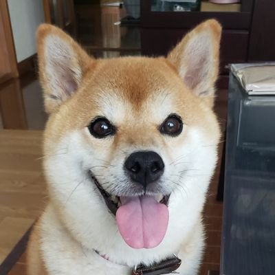 動物🐶美味しいもの🍜大好き。今を楽しく生きる❗平凡最高✨
※DMにはご返信できませんので悪しからず。。