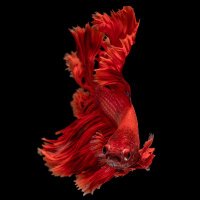 H (@it20221104) 's Twitter Profile Photo