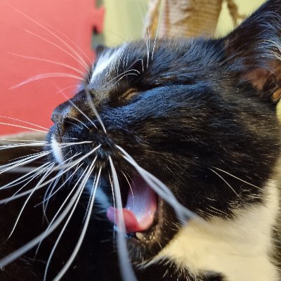 catdiaryqueen Profile Picture