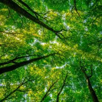 MyForest (@myforest22) 's Twitter Profile
