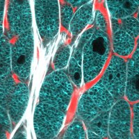 Intravital Imaging Expertise Center (@_intravital) 's Twitter Profile