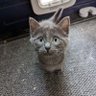 ShitShowForLife's profile picture. 