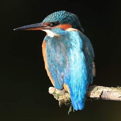 FoD birder, photographer, walker, granny and Hereford FC fanatic! Live for today!